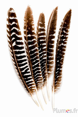 Tacchino bronzo - 23-28 cm - nero-bianco naturale